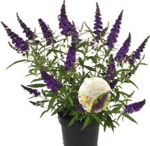 Sommerflieder, Schmetterlingsflieder Buddleja davidii 'Summer Kids ® Romy' H 40-50 cm Co 5 L