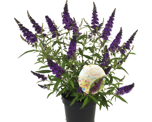 Schmetterlingsstrauch im Topf