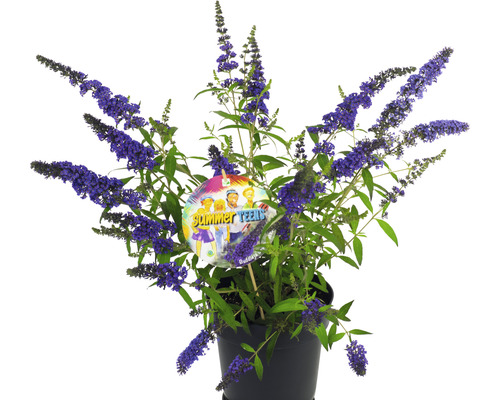Schmetterlingsflieder ''Summer Teens'' im Topf