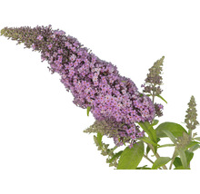 Schmetterlingsflieder Blüte Nahaufnahme