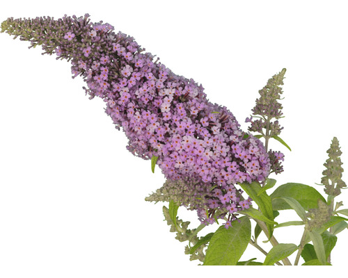 Schmetterlingsflieder Blüte Nahaufnahme