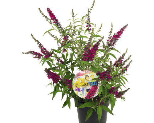 Schmetterlingsflieder im Topf mit Etikett