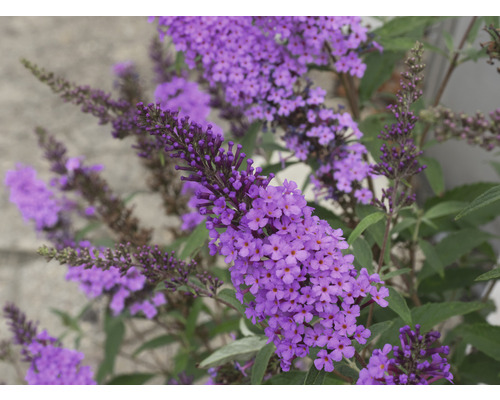 Nahaufnahme einer Schmetterlingsflieder Pflanze mit violetten Blüten.