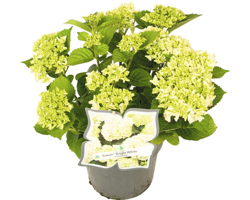 Bauernhortensie Hydrangea macrophylla 'Bright White' H 30-40 cm Co 5 L