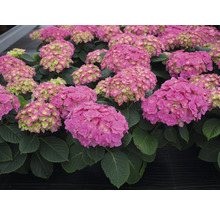 Nahaufnahme von rosa Hortensienblüten