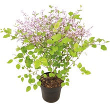 Zwergflieder FloraSelf Syringa-Cultivars 'Bloomerang Dark Purple' H 40-50 cm Co 3 L