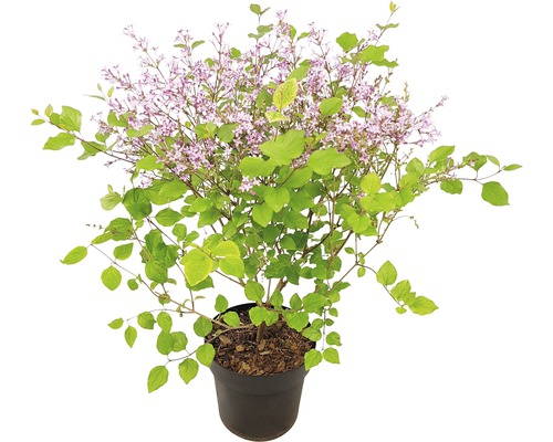 Zwergflieder FloraSelf Syringa-Cultivars 'Bloomerang Dark Purple' H 40-50 cm Co 3 L