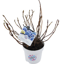 Hortensie im Topf mit Produktetikett