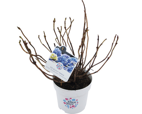 Hortensie im Topf mit Produktetikett