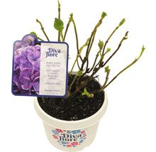 Hortensie im Topf mit ''Diva Fiore'' Etikett