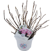 Hortensie im Topf mit Etikett