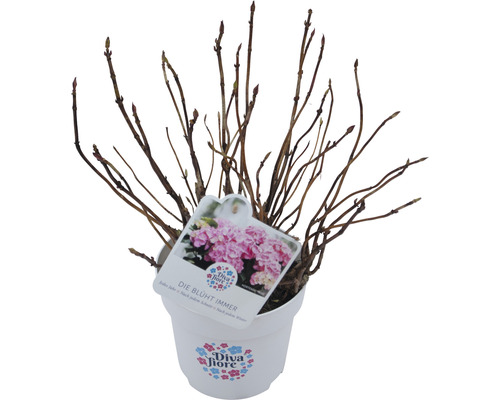 Hortensie im Topf mit Etikett