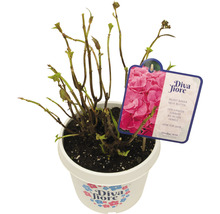 Hortensie im Topf mit Produktinformation