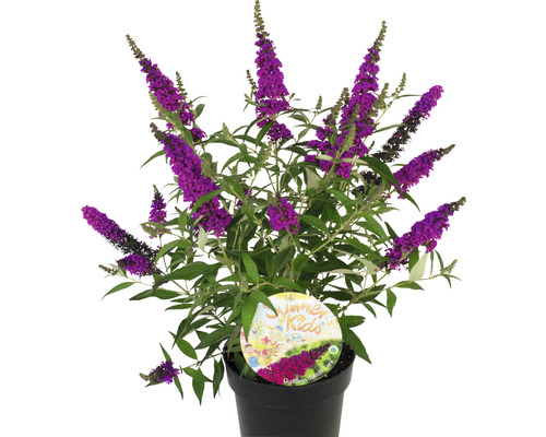 Schmetterlingsstrauch im Topf mit violetten Blüten