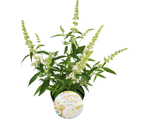 Schmetterlingsflieder ''Summer Kids'' im Topf