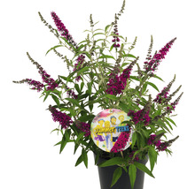 Schmetterlingsflieder im Topf mit purpurroten Blüten