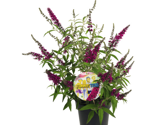 Schmetterlingsflieder im Topf mit purpurroten Blüten