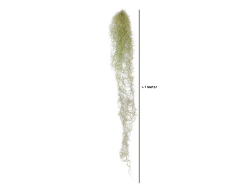 Tillandsie, Louisianamoos Ampel XL FloraSelf Tillandsia usneoides H 80-100 cm