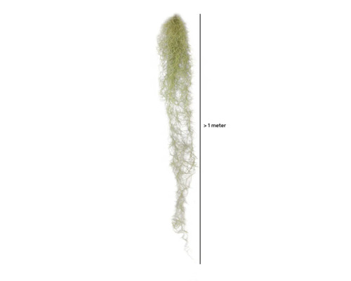 Tillandsie, Louisianamoos Ampel XL FloraSelf Tillandsia usneoides H 80-100 cm Über einen Meter lange, hängende Tillandsia usneoides