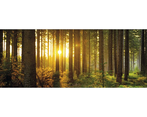 Sonnendurchfluteter Wald mit hohen Bäumen und Unterholz