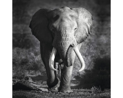 Glasbild Grey Elephant Head 20x20 cm GLA2027