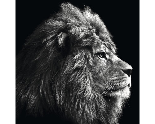 Glasbild Grey Lion Head 50x50 cm GLA2031