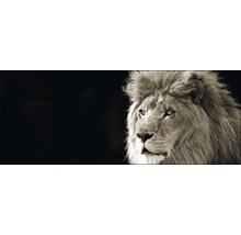 Glasbild Lion 50x125 cm GLA164