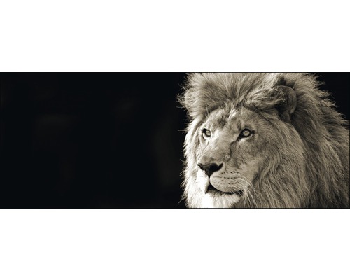 Glasbild Lion 50x125 cm GLA164