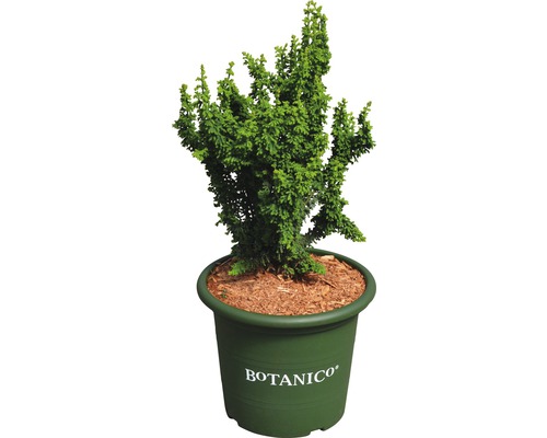 Hinoki-Scheinzypresse Botanico Chamaecyparis obtusa 'Chirimen' H 20-25 cm Co 3,7 L