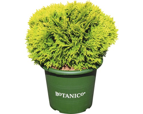 gelber Zwerg-Lebensbaum Botanico Thuja occidentalis 'Mirjam'® H 25-30 cm Co 3,7 L Kugelzypresse in einem Topf mit dem Botanico Logo