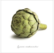 Artischocke Gemüse