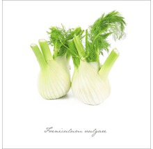 Zwei Knollen Fenchel