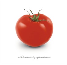 Eine einzelne Tomate der Sorte Solanum lycopersicum.