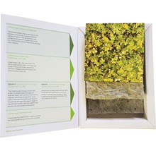 Urbanscape Sedum Mix Decke und Gründachsystem Komponenten in einer Produktpräsentation