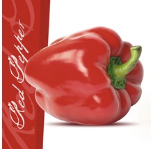 Rote Paprika