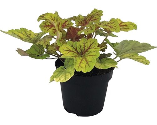 Heuchera in einem Topf
