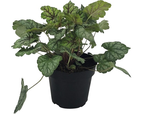 Purpurglöckchen FloraSelf Heuchera x Hybridum Ø 12 cm Topf zufällige Sortenauswahl Purpurglöckchen Pflanze im Topf