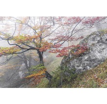 Fototapete Vlies SH031-VD3 Stefan Hefele Ed. 1 Euphoria 3-tlg. 200 x 300 cm