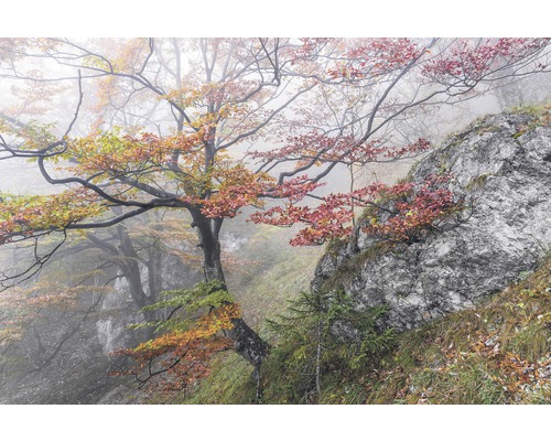 Fototapete Vlies SH031-VD3 Stefan Hefele Ed. 1 Euphoria 3-tlg. 200 x 300 cm Neblige Landschaft mit Bäumen und Felsen im Herbst