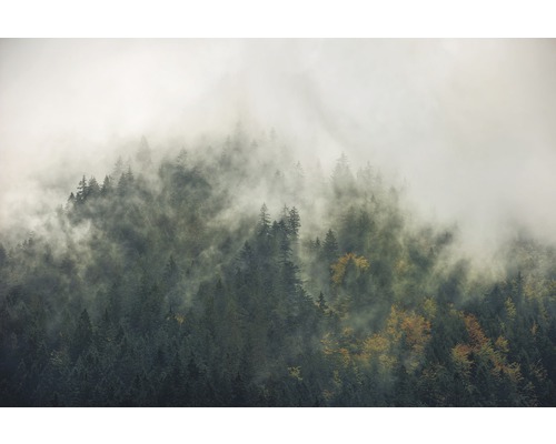 Fototapete Vlies SH036-VD3 Stefan Hefele Ed. 1 Carpathian Tales 3-tlg. 300 x 200 cm Nebelverhangener Wald mit Nadelbäumen