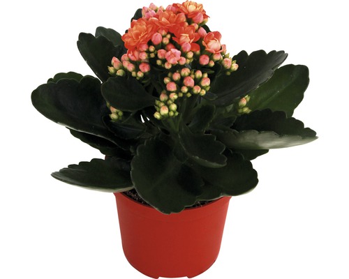 Flammendes Käthchen orange, gelb FloraSelf Kalanchoe H 10-15 cm Ø 7 cm Topf zufällige Farbauswahl