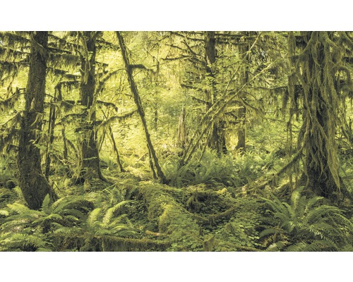 Fototapete Vlies SH040-VD4 Stefan Hefele Ed 1 Ancient World 4-tlg. 400 x 250 cm Dichter Wald mit Farnen und Bäumen