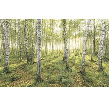 Birkenwald mit Sonnenlicht