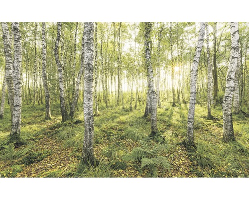 Fototapete Vlies SH043-VD4 Stefan Hefele Ed 1 Birch Trees 4-tlg. 400 x 250 cm