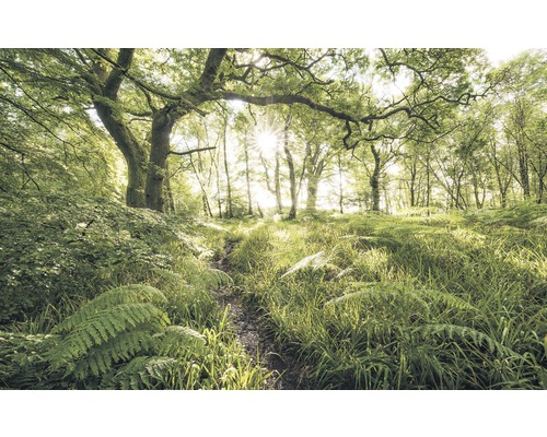 Fototapete Vlies SH045-VD4 Stefan Hefele Ed 1 Mystic Path 4-tlg. 400 x 250 cm Waldweg mit Bäumen und Pflanzen