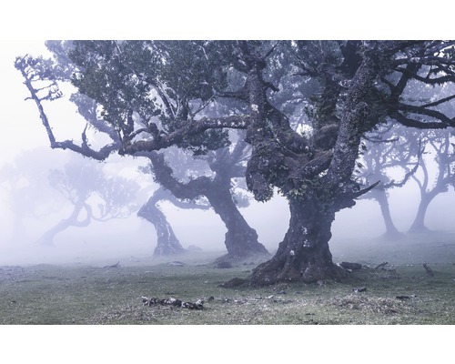 Fototapete Vlies SH052-VD4 Stefan Hefele Ed 1 Ghost Line 4-tlg. 400 x 250 cm Landschaft mit alten Bäumen im Nebel