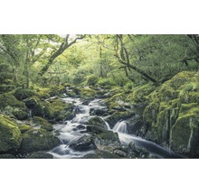 Fließendes Gewässer durch eine Waldlandschaft mit von Moos bedeckten Steinen