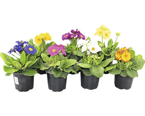 Stängelprimel Primula elatior Ø 12 cm sortiert