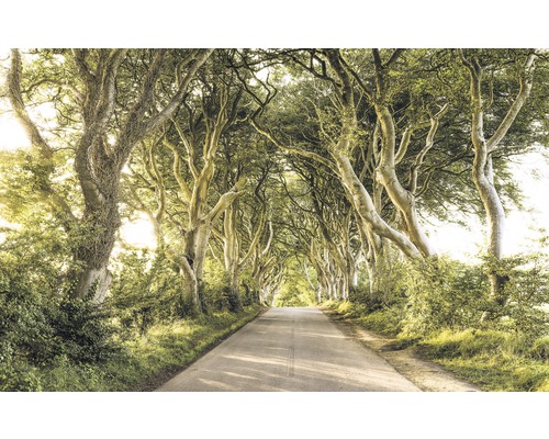Fototapete Vlies SH057-VD4 Stefan Hefele Ed 1 Golden Hedges 4-tlg. 400 x 250 cm Allee mit hoch aufragenden Bäumen entlang einer Straße