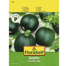 Zucchini 'Satelite' FloraSelf F1 Hybride Gemüsesamen